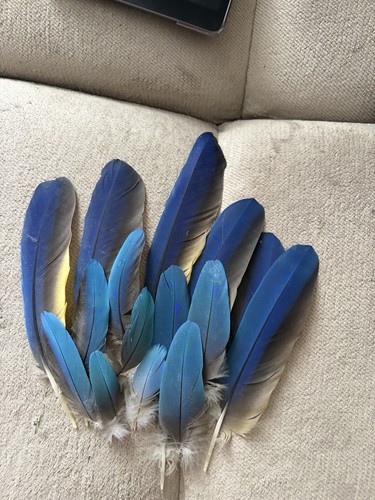 Naturally fallen blue - fallen, gold