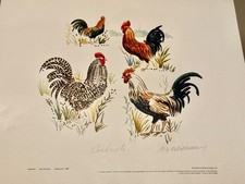 Alex Williams 'Cockerels'
