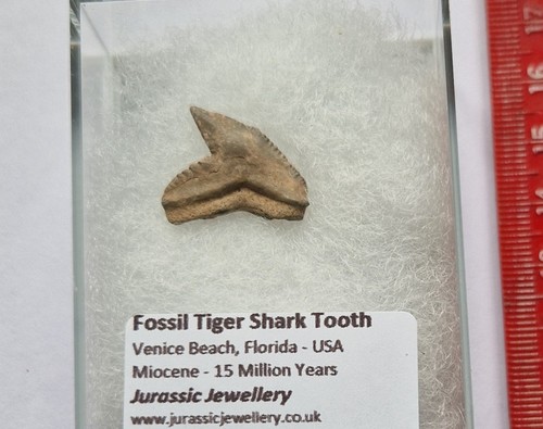 Genuine boxed fossil - boxed, sand