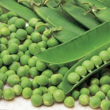 Pea Douce Provence Seeds - garden vegetable seeds