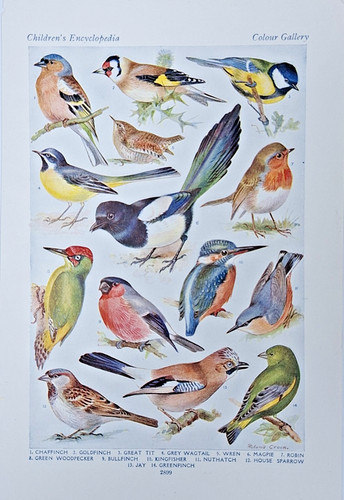 Vintage ornithological book - ornithological,
