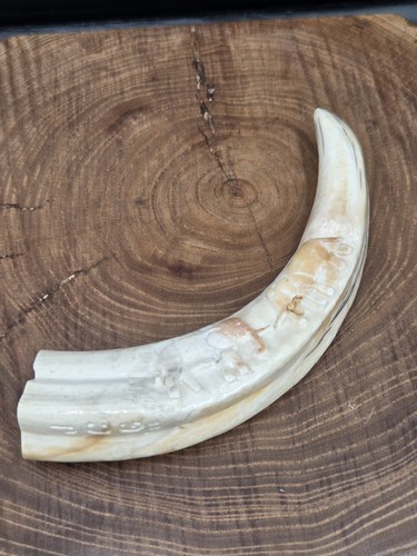 Warthog tusk carved elephants - warthog,