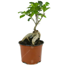 Ficus Ginseng Bonsai Tree Live