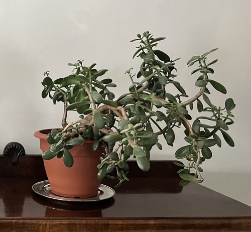 Large mature year old jade - large,, 20-year-old
