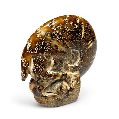 Large polished ammonite - ammonite, fossil
