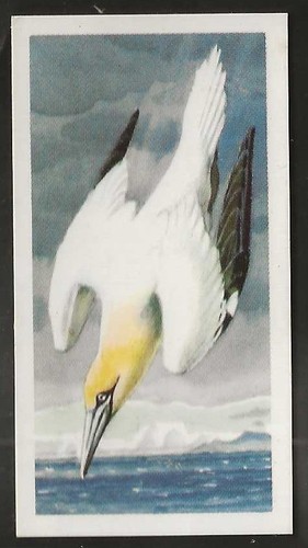Brooke bond bird - bond, (tea)-bird