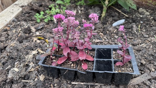Sedum sun sparkler rooted - sedum,