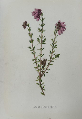 Antique print cross - print, cross‑leaved