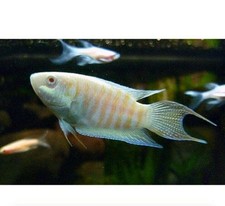 3 PACK ALBINO PARADISE GOURAMI