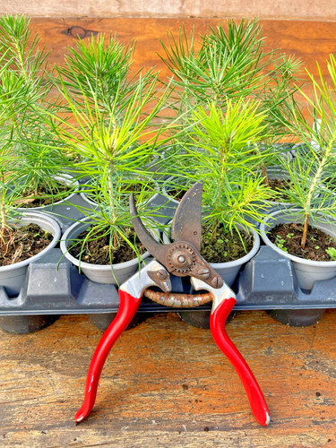 Japanese black pine pinus - japanese,
