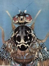 Mediterranean fruit fly 1959 by Clive Cadwallader 1916-2007