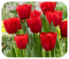 Tulip Triumph Red 'Ile De