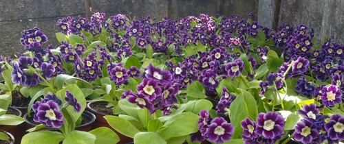 Auricula primula 1 - auricula,