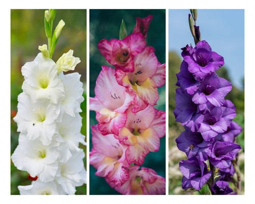 Gladioli corms pastel mix - gladioli,