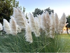 Pampas Grass, Cortaderia