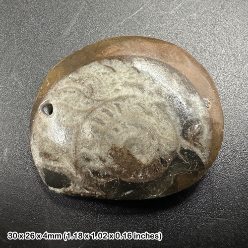 Goniatite fossil ammonoid