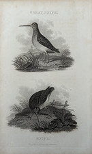 Antique Bird Print Great &