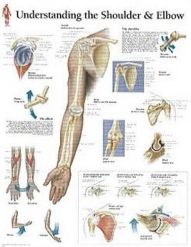 Understanding the shoulder - understanding, &