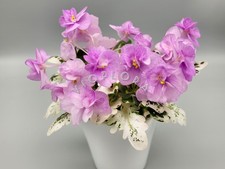 Rare Foliage 'Toronto Belle' -