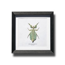 Framed leaf insect box - leaf, insect,