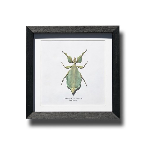Framed leaf insect box - framed, frame