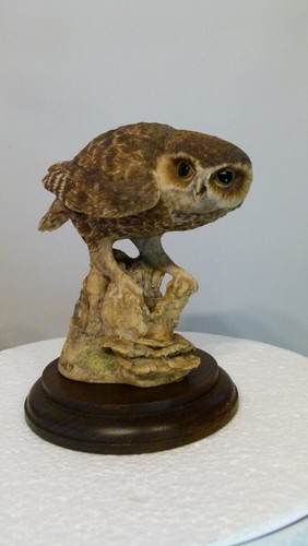 Border fine arts owl - by, anne