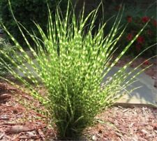 Miscanthus sinensis Zebrinus | Zebra Grass | 10_Seeds