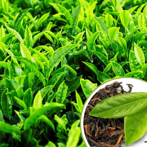 Tea plant camellia sinensis - camellia,