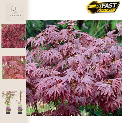 Acer palmatum atropurpureum - acer,