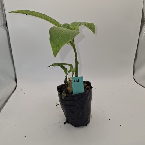 Brugmansia single white rooted - brugmansia,