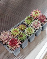 10 Rooted Sempervivum Chics