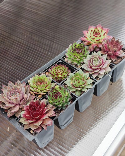 Bare rooted sempervivum - rooted,