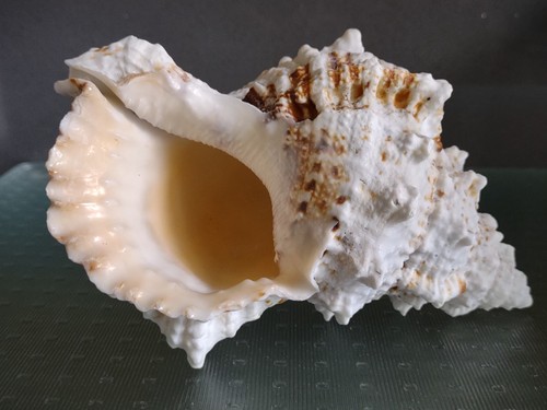 Giant frog shell - shell, (tutufa