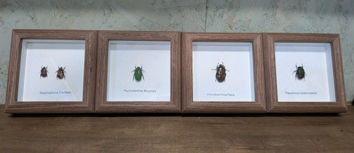 Framed beetles taxidermy - 4, beetles,