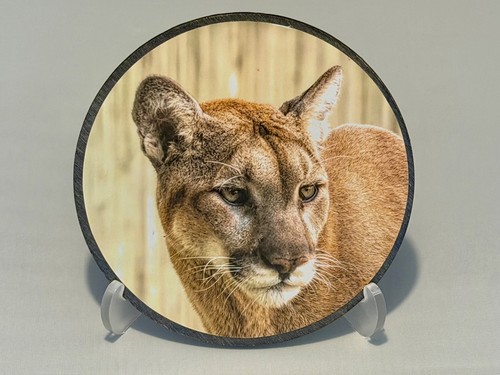 Mountain lion coasters - set, of