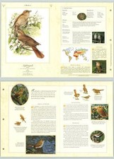 Nightingale #6 Birds - The