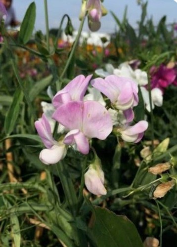 Everlasting sweetpea plug - 6,