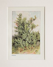 Dogwood Tree. - Mounted Antique Botanical Print, Colour Lithograph