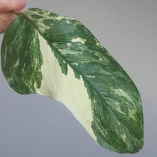Monstera Lechleriana Albo