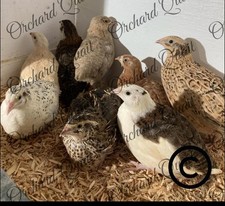 12 x Mixed Coturnix Quail Eggs