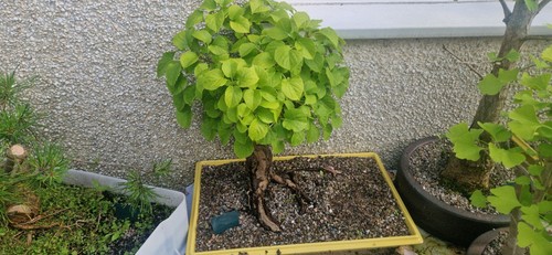 Climbing hydrangea bonsai - climbing, in