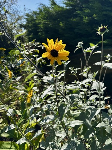 Helianthus argophyllus silver - helianthus,