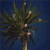 The mountain goats - goats,