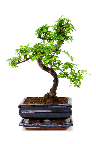 Chinese elm bonsai tree all - elm,