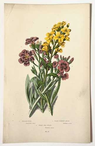 Wallflower stock anne - wallflower,