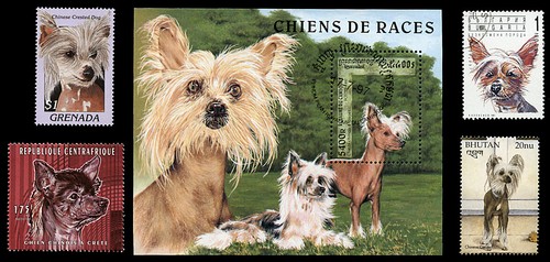 Chinese crested powder - crested,