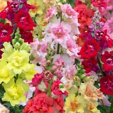 Antirrhinum mini plug - , plants
