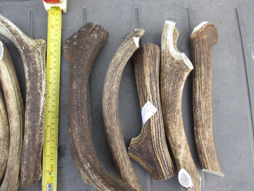 Scottish stag horn - scottish,