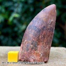 Carcharodontosaurus dinosaur tooth fossil (similar to t-rex) - cretaceous, kem
