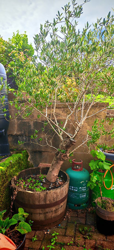 Potted olive tree - olive, olea